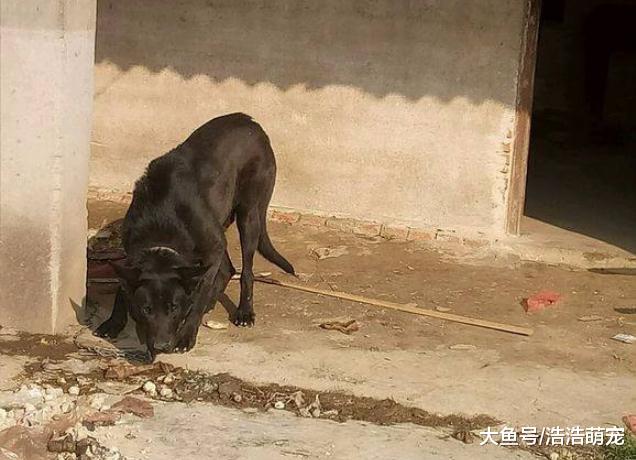 出去旅游，如果看到下面5种狗，一定要躲远一点！都是潜在的危险