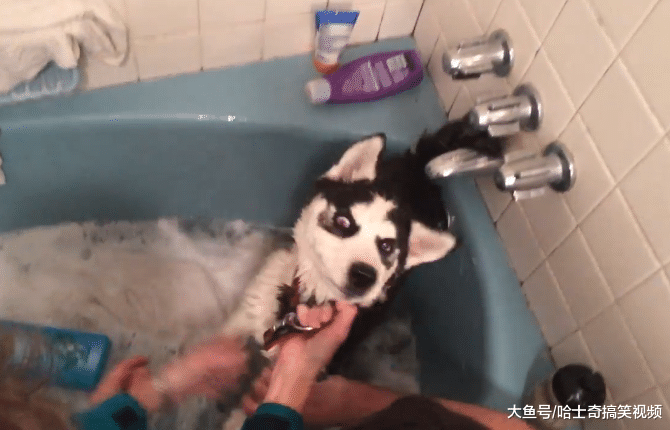 夫妻二人给狗狗洗澡, 就像捉泥鳅一样, 汪: 要出“狗命”了