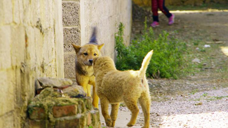 中华田园犬, 一个不应该被我们遗弃的犬种