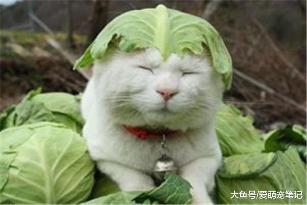 猫咪可以吃生菜吗？对，作为零食的话，对喵主子的身体健康有好处