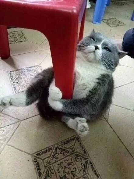 喵：朕不走，朕死也要死在这！