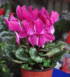 仙客来养护过程中需要注意什么，这里知道来看看吧