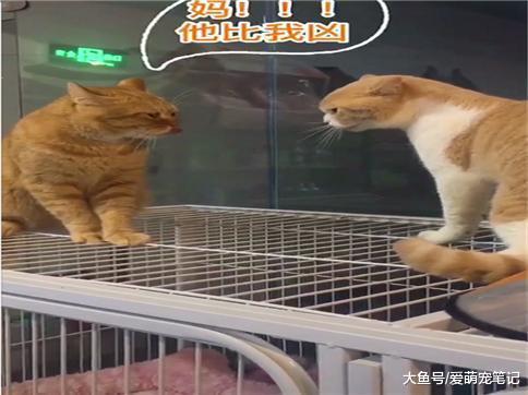 两只橘猫吵架, 其中一只没坚持三秒就怂了, 无处安放的眼神好委屈