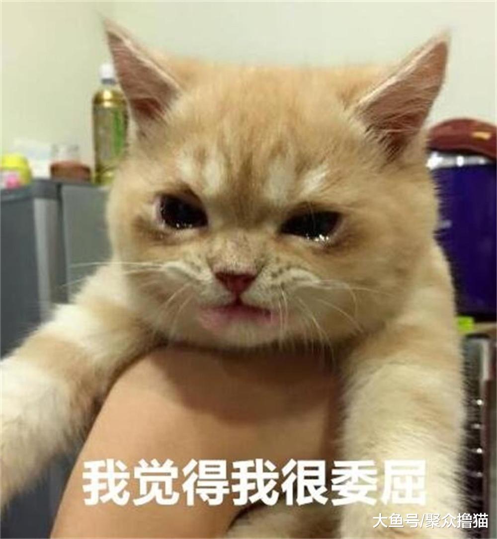 貓咪被熊孩子鞭炮炸傷，流浪狗舍身救助，不幸慘遭傷害（瞎編）