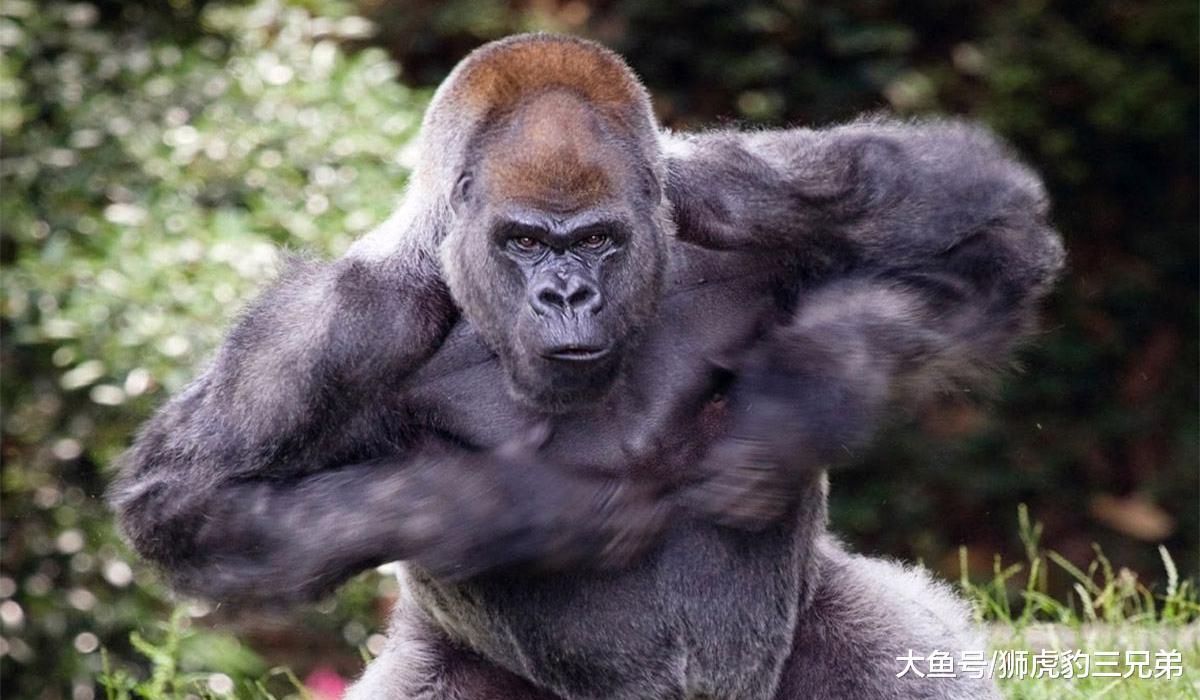 银背大猩猩能与老虎匹敌？先打赢这种排名第四的猫科动物再说