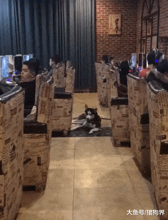 铲屎官遛狗遛到网吧里来了, 二哈: 你愣着干嘛, 还不给我开台机子