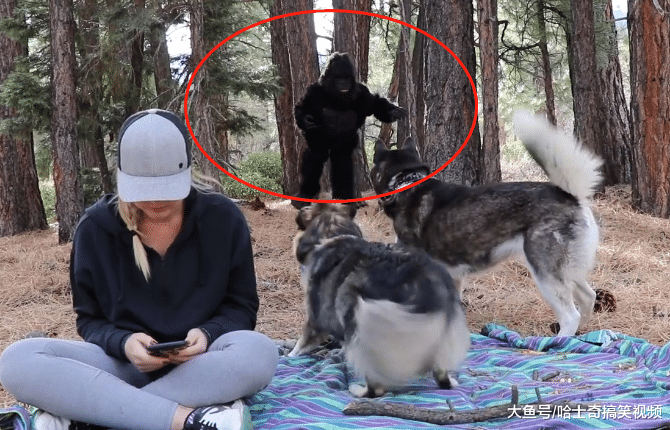 二哈在野外看到“怪兽”，结果忘记保护主人，还是逃命要紧啊