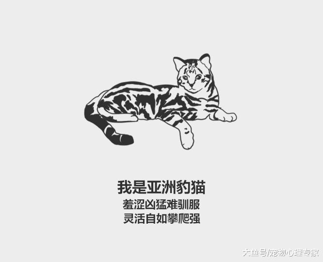 59秒冷盘点：猫咪智商高8大排名都有谁？看看你家上榜没？