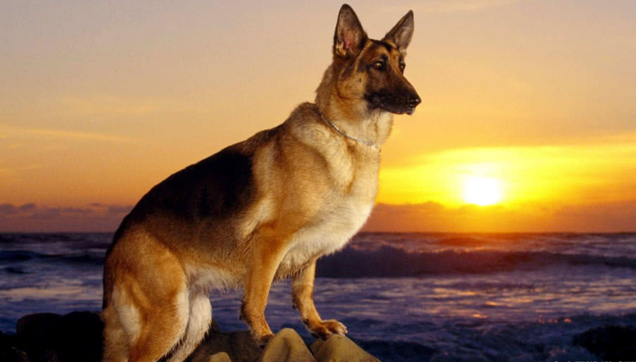 对人很忠诚的5种狗狗，但是你知道第4种的身世有多可怜吗？