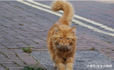 猫咪恨主人的十种表现 用猫爪拆家、发情期连夜直叫（猫奴必看）