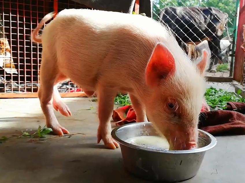 它因后腿骨折無法行走，救助人員想方設法在救它，它也一直在努力