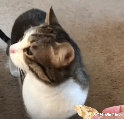 给委屈猫咪喂饼干，当它走过来闻了一下，看到这反应，措手不及