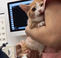 面對七姑八姨，緊張的除了你，還有貓！