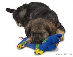 狗狗除了普通玩具，还有哪些可以边玩边锻炼智商的玩具？