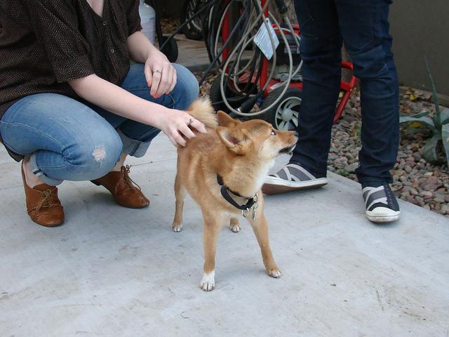 狗狗总喜欢背对我，是不喜欢我吗？原因恰恰相反