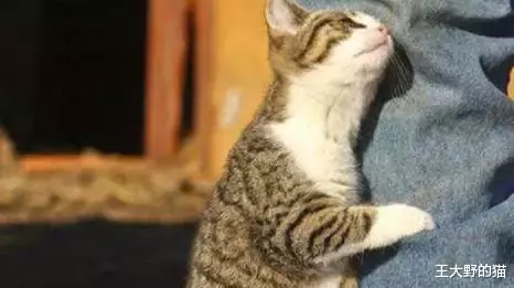 铲屎官：猫咪总是把屁股对着我是什么意思？我该如何回应它呢？