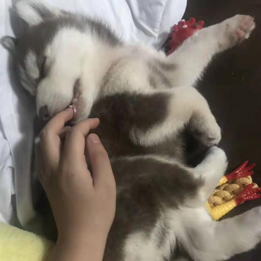 二哈正在睡觉，我将手指放在它嘴旁边，拿开的时候它竟然醒来了