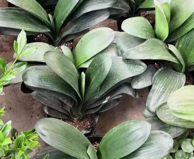 种植君子兰只需做好这两大要点，植株壮，开花早，开花多