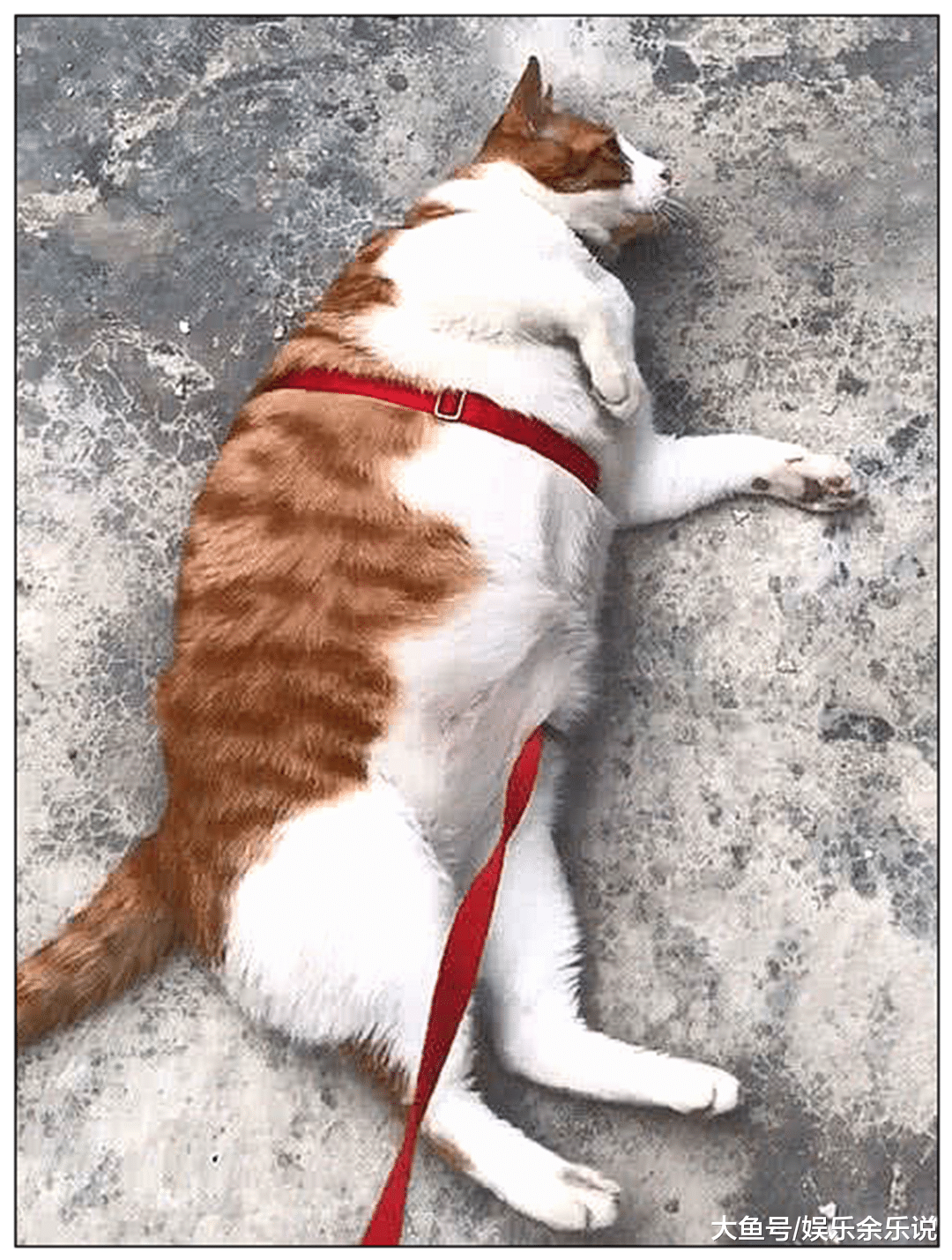 主人嫌橘猫太胖，把它送回乡下减肥，一年后去接，再见到时傻眼了