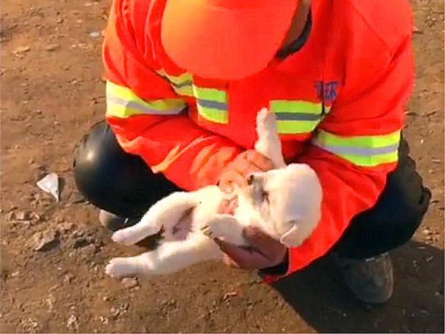 环卫大爷无意救下幼犬, 路人主动提出收养后, 大爷恳请善待狗狗!