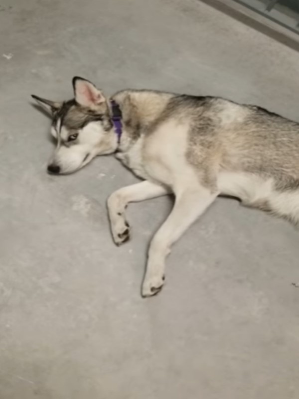 带二哈爬楼梯减肥？结果眼神亮了！网友：哈士奇从没让我失望！