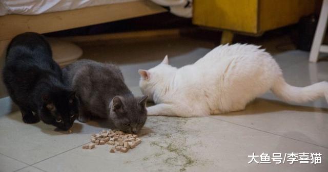 楼房养猫问题多，铲屎官为保障猫咪安危，四点准备不可缺