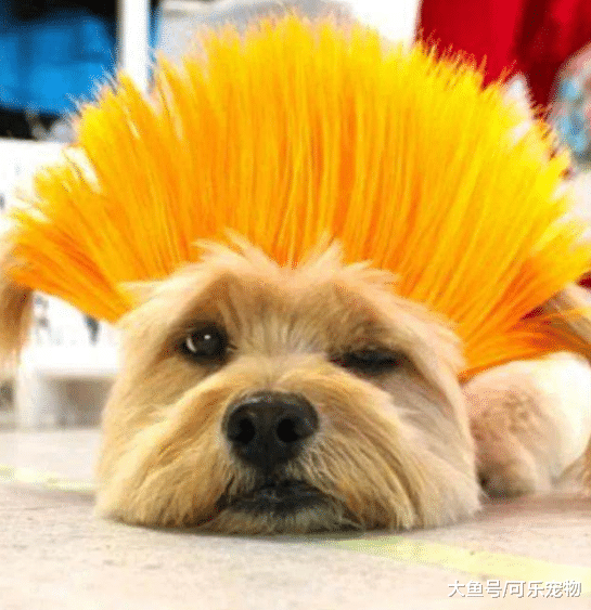 铲屎官给宠物狗戴假发，只不过看上去像“杀马特”，狗子一脸茫然