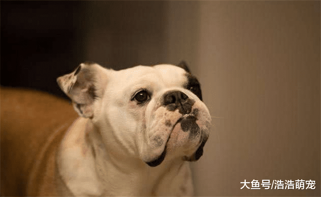 宠主不经意见会伤害狗狗, 尤其是下面5种行为, 会减少它的寿命