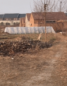 二哈回鄉下追田園貓，貓爬上樹不敢下來，狗：再不下來就把樹啃斷