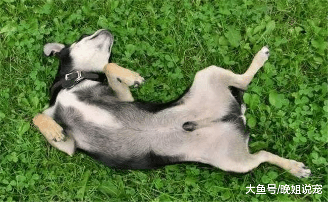 如果你家狗狗没有下面5种表现, 说明它不信任你, 没把你当主人