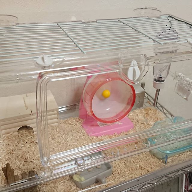 仓鼠搬新家后不停咬笼，为让鼠鼠彻底“闭嘴”，饲主用了这招
