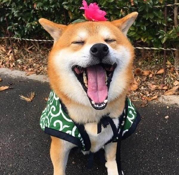 盘点狗狗那些让主人不能接受的举动：你家狗狗做过吗？