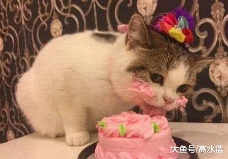 给猫咪买了个蛋糕, 喵星人吃得津津有味, 主人: 免费腮红到手
