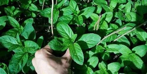 床垫睡久了“螨虫”扎堆爬,用2片叶子,不晒不洗,螨虫跑光光!