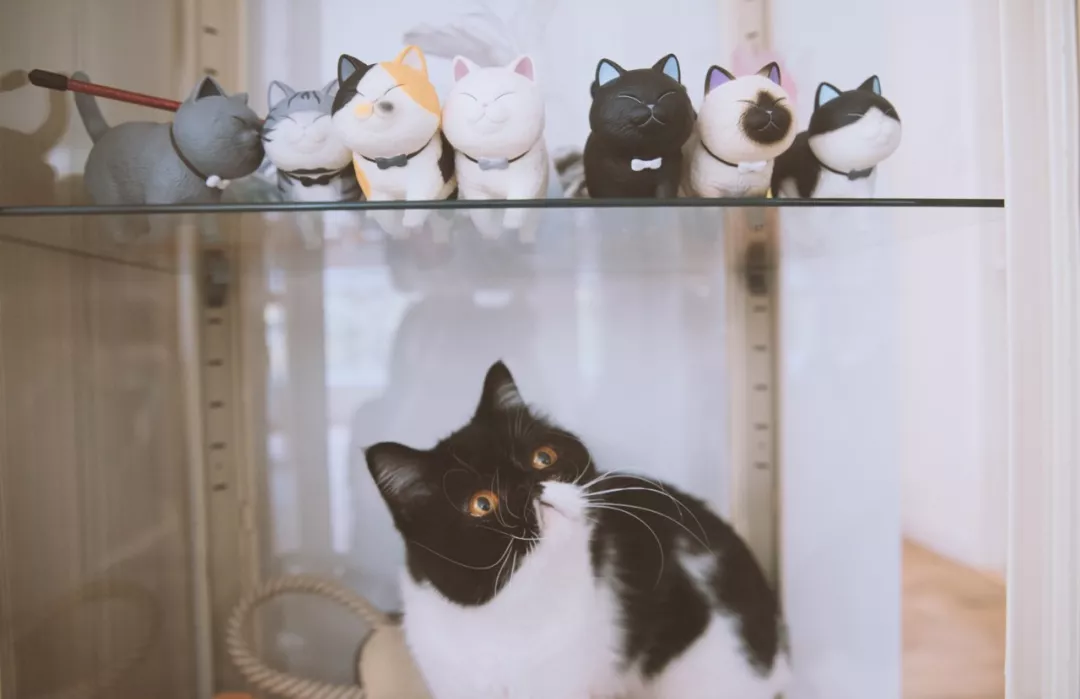 一顿养宠猛如虎，一看账户两毛五！教你如何省钱养宠！！