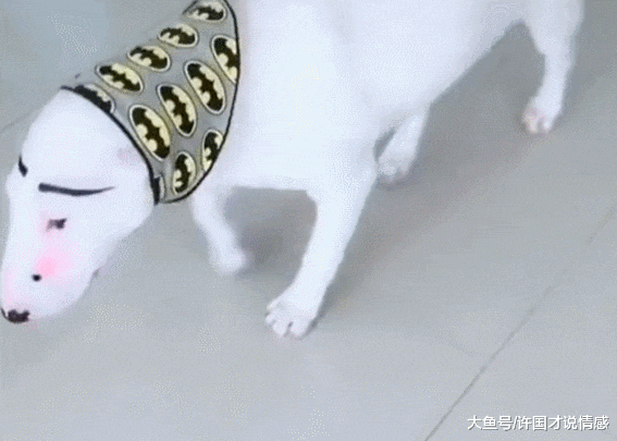 本来还是英俊的小狗，主人非要给它化妆，狗子：没脸见人了啊！