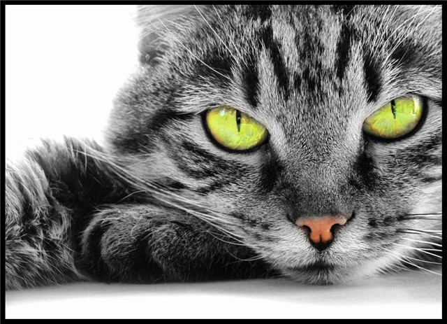 猫星人难道只能吃猫粮吗？其实并不是，这几种肉类它们都爱吃