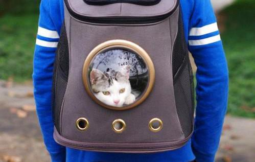 怕冷的猫主子, 冬天应该这样保暖