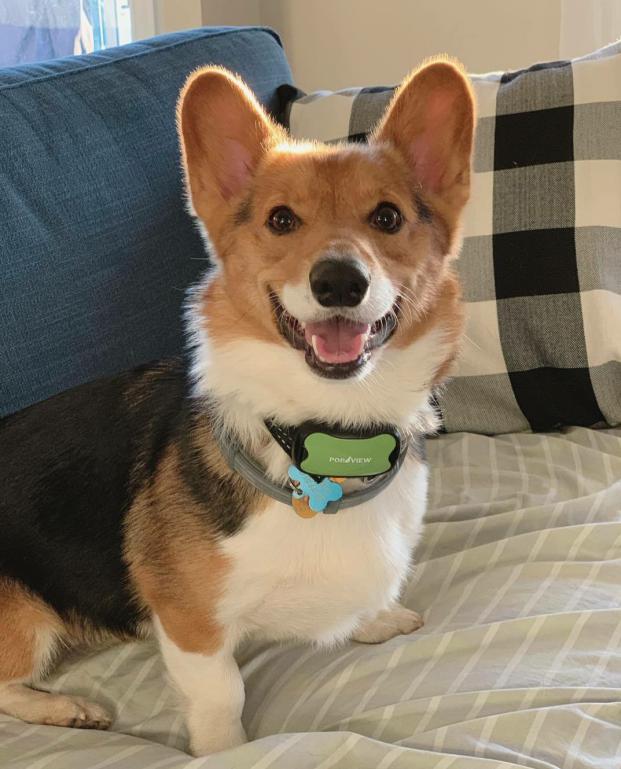 狗狗需要文明的养，这四件事就是在害它们，宠主不能做！