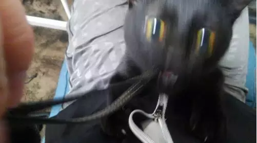 网友家的黑猫平日很正常，可一旦拍起动态照，就仿佛换了一只猫…