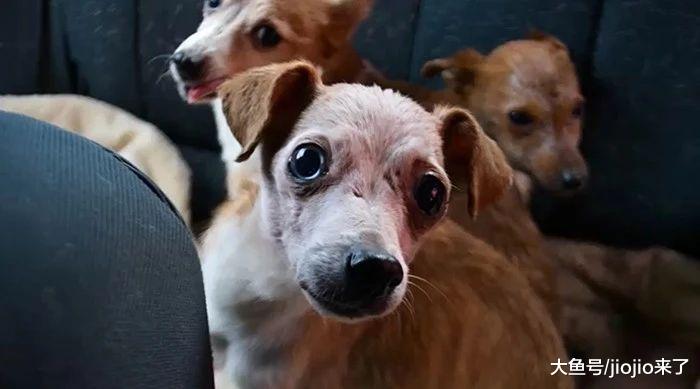 老奶奶收养11只狗却无力喂养，背后的故事让人泪目