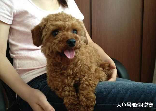 冬季时，千万不能给这3种狗狗穿衣服，穿了还不如不穿