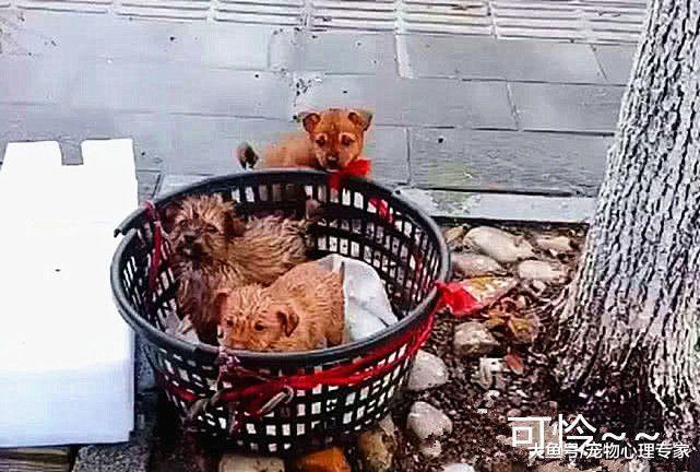 3只奶狗被扔路邊遭雨淋，路人紛紛無動于衷，直到外賣小哥出現