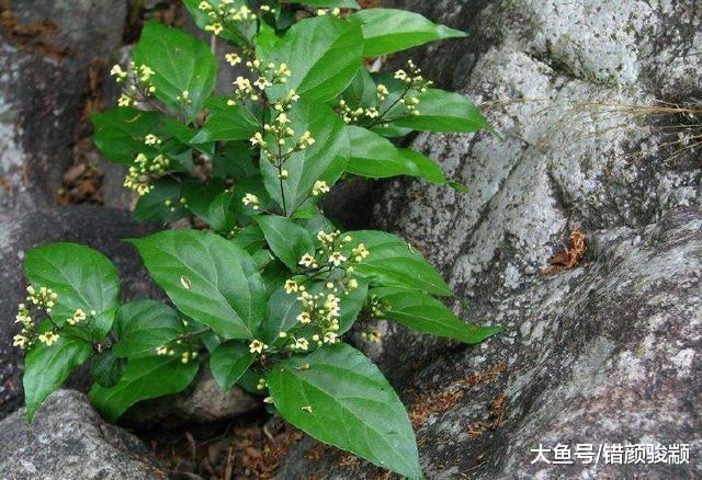 農村一種神奇的樹，樹葉能做豆腐，叫做“觀音豆腐”，你吃過嗎？