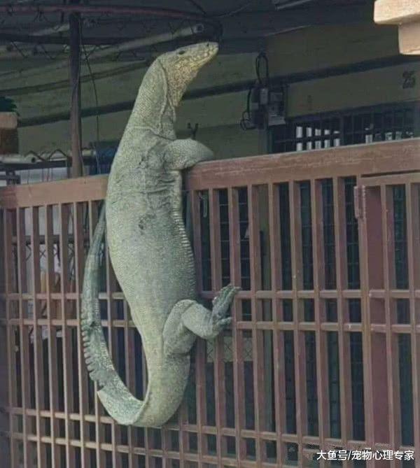 听见俩狗在院子里吠叫，以为遭小偷了，出门一看连退好几步