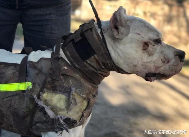 狗狗咬人的6大原因，早知道早預防，以免觸碰到它的底線！