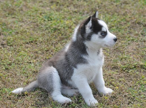 明明知道二哈喜欢拆家，为何还有这么多人愿意养？其实原因很简单