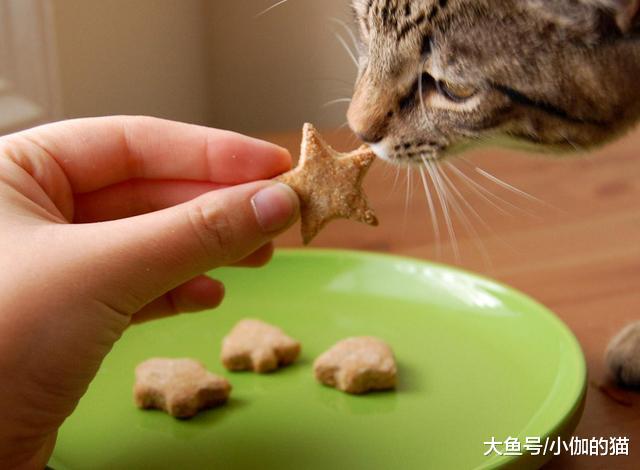 辟谣：猫咪吃越贵的猫粮越好？别只盲目相信品牌