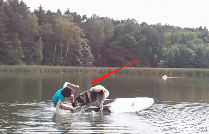 网友带二哈去划船, 结果半途却翻船, 二哈丢下主人自己溜了