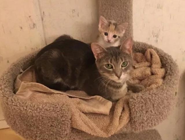 猫妈妈带着小猫在街上讨食，却被其它流浪猫围攻，报亭大妈出手了